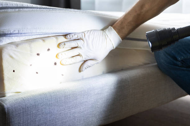 Best Wasp Removal Services  in Elkhart Lake, WI